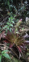 Tillandsia biflora