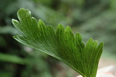 Hymenasplenium cheilosorum