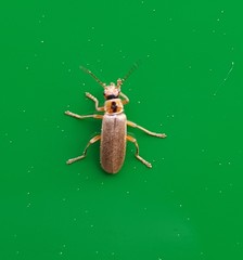 Cantharis plagiata