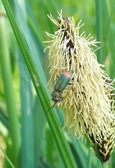Malachius bipustulatus