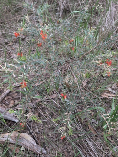 Mountain Grevillea