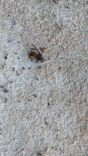 Yellow-legged Hornet