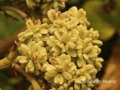 Angelica hirsutiflora