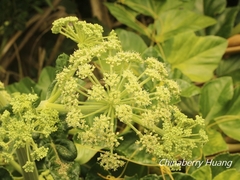 Angelica hirsutiflora