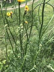 Crepis biennis