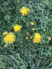 Crepis biennis