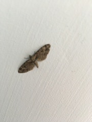 Eupithecia abbreviata