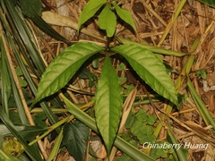 Crateva adansonii formosensis