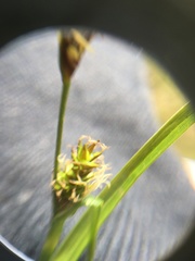 Carex hostiana