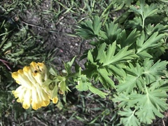 Corydalis nobilis