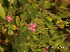 Centaurium japonicum