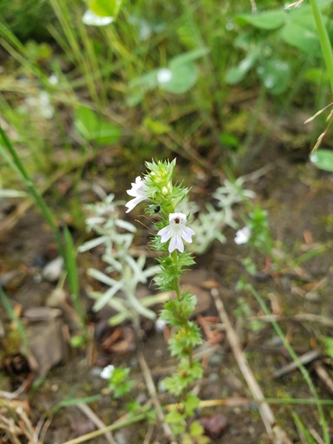 Common Eyebright