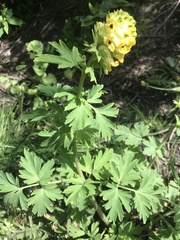Corydalis nobilis