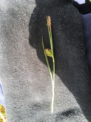Carex hostiana