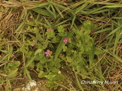 Centaurium japonicum
