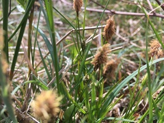 Carex hostiana