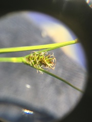 Carex hostiana