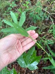 Arundinaria appalachiana, photograph author not stated, no rights reserved