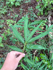 Arundinaria appalachiana