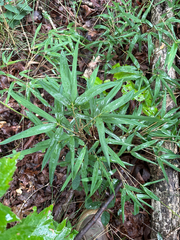 Arundinaria appalachiana, photograph author not stated, no rights reserved