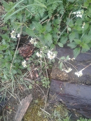 Arabidopsis arenosa