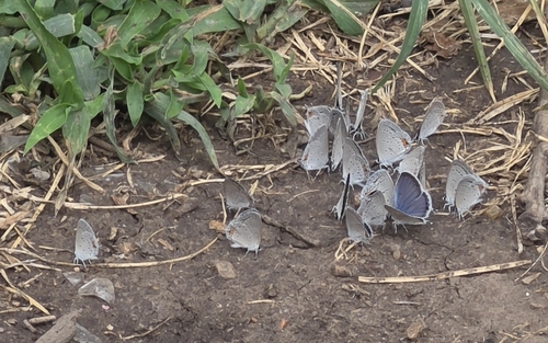 Eastern Tailed-Blue