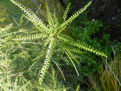 Sophora longicarinata