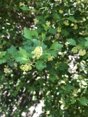 Ribes alpinum