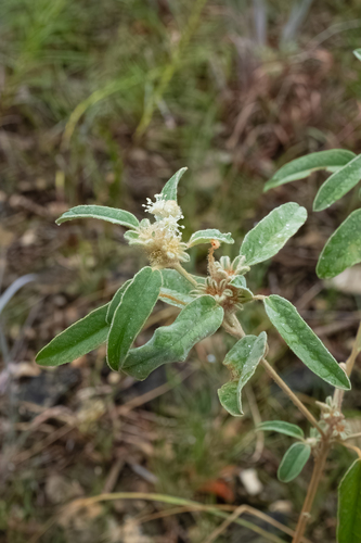 Croton capitatus, photograph 5