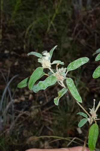 Croton capitatus, photograph 4