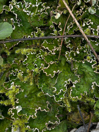 ruffled freckled pelt lichen