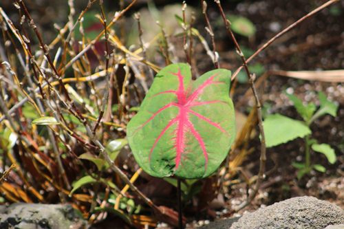 Caladium bicolor observed 2026-05-05