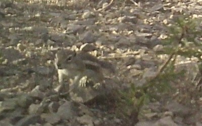 Ardilla antílope texana observed by ismael_carreon