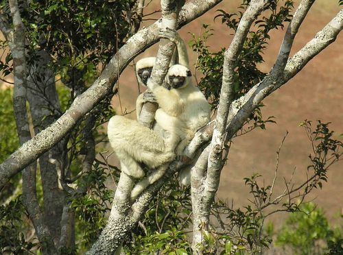Von der Decken's Sifaka