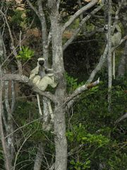 Propithecus deckenii