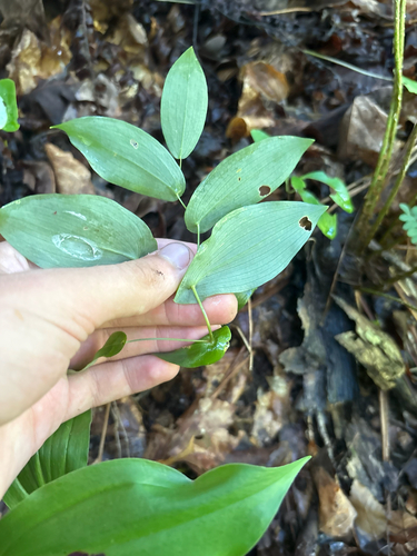 Uvularia perfoliata, photograph 4