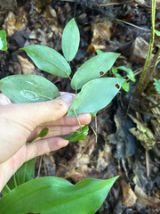 Uvularia perfoliata, photograph author not stated, no rights reserved