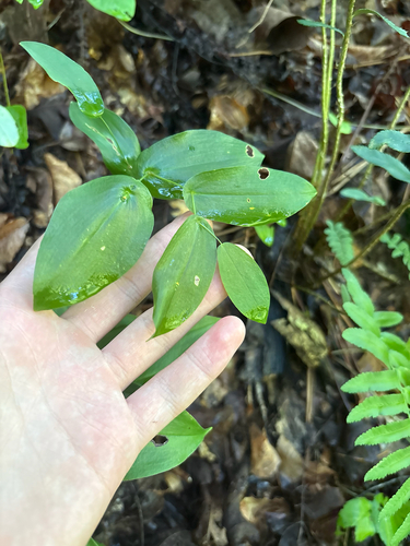 Uvularia perfoliata, photograph 3