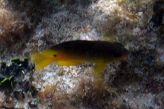 Stegastes xanthurus