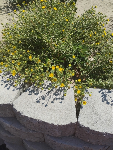 Curlycup Gumweed (Grindelia squarrosa)