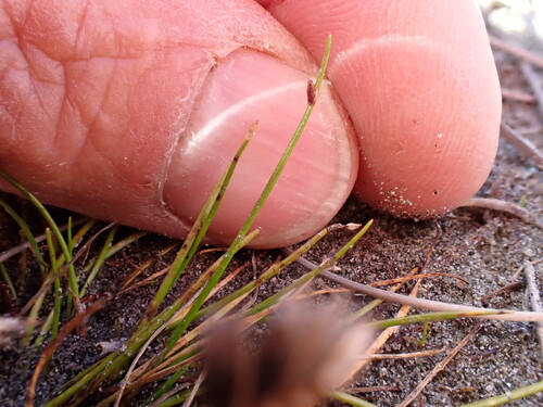 Isolepis cernua, photograph 4