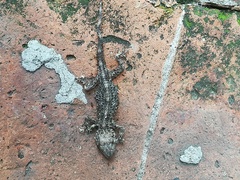 Tarentola mauritanica