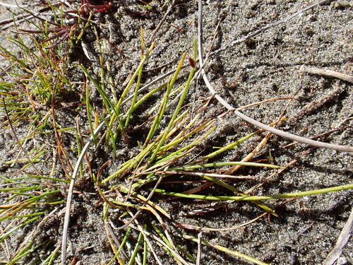 Isolepis cernua, photograph 5