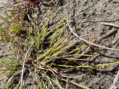 Isolepis cernua, photograph (c) Arnim Littek, some rights reserved (CC BY)