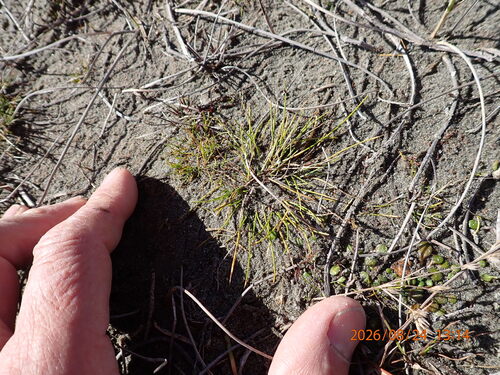 Isolepis cernua, photograph 3
