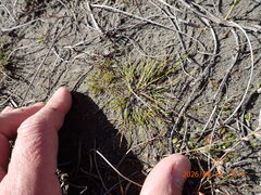 Isolepis cernua, photograph (c) Arnim Littek, some rights reserved (CC BY)
