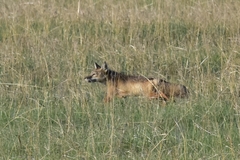 Vulpes corsac