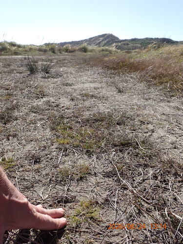 Isolepis cernua, photograph 6