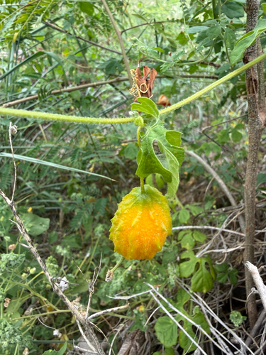Bitter Melon