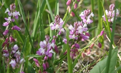Polygala comosa